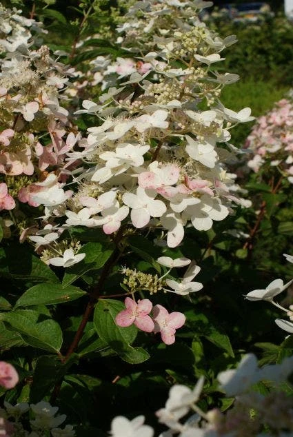 Pluimhortensia (Hydrangea Paniculata 'Unique') 7 Pluimhortensia (Hydrangea Paniculata 'Unique') - Afbeelding 5