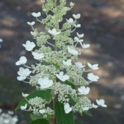 Pluimhortensia (Hydrangea Paniculata 'Tardiva') -Aanbiedingen Bloem Land Winkel 20120225115912 2