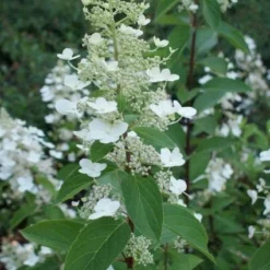 Pluimhortensia (Hydrangea Paniculata 'Tardiva') -Aanbiedingen Bloem Land Winkel 20120225115936 2