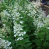 Pluimhortensia (Hydrangea Paniculata 'Tardiva') -Aanbiedingen Bloem Land Winkel 20120225120022 2