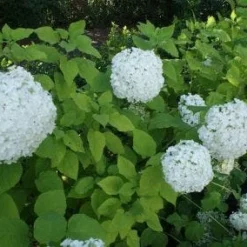 Hortensia (Hydrangea Arborescens 'Grandiflora')
