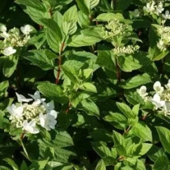 Pluimhortensia (Hydrangea Paniculata 'Dart's Little Dot') -Aanbiedingen Bloem Land Winkel 20120225125648 4