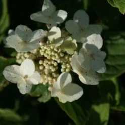 Pluimhortensia (Hydrangea Paniculata 'Dart's Little Dot') -Aanbiedingen Bloem Land Winkel 20120225125718 4