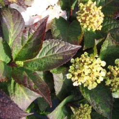 Hortensia (Hydrangea 'Preziosa') -Aanbiedingen Bloem Land Winkel 20120225171730 2