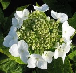 Hortensia (Hydrangea Macrophylla 'Lanarth White') -Aanbiedingen Bloem Land Winkel 20120225172724 4