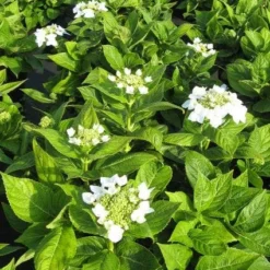 Hortensia (Hydrangea Macrophylla 'Lanarth White') -Aanbiedingen Bloem Land Winkel 20120225172750 4