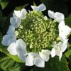 Hortensia (Hydrangea Macrophylla 'Teller White') -Aanbiedingen Bloem Land Winkel 20120225173140 4