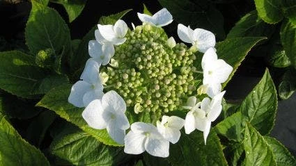 Hortensia (Hydrangea Macrophylla 'Teller White') 3 Hortensia (Hydrangea Macrophylla 'Teller White')
