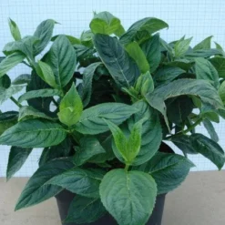 Hortensia (Hydrangea Macrophylla 'Lanarth White') -Aanbiedingen Bloem Land Winkel 20120305134546 4