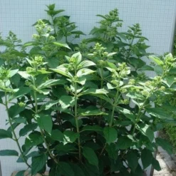 Pluimhortensia (Hydrangea Paniculata 'Unique') 13 Pluimhortensia (Hydrangea Paniculata 'Unique') -Aanbiedingen Bloem Land Winkel 20120305135303 5