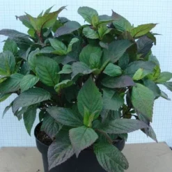 Hortensia (Hydrangea 'Preziosa') -Aanbiedingen Bloem Land Winkel 20120305135330 2