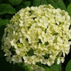 Hortensia (Hydrangea 'Strong Annabelle') -Aanbiedingen Bloem Land Winkel 20120716105647 1