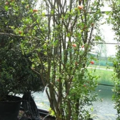 Granaatappel Als Struik (Punica Granatum) -Aanbiedingen Bloem Land Winkel 20120821153129 7