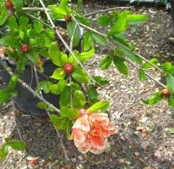 Granaatappel Als Struik (Punica Granatum) -Aanbiedingen Bloem Land Winkel 20120821153145 7