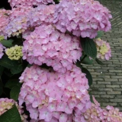 Hortensia (Hydrangea 'Endless Summer' Roze) 8 Hortensia (Hydrangea 'Endless Summer' Roze) -Aanbiedingen Bloem Land Winkel 20120826131346 1