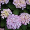Hortensia (Hydrangea 'Endless Summer' Roze) -Aanbiedingen Bloem Land Winkel 20120826131421 1