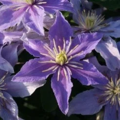 Bosrank (Clematis 'Justa') -Aanbiedingen Bloem Land Winkel 20120919134614 1