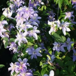 Bosrank (Clematis 'Justa') -Aanbiedingen Bloem Land Winkel 20120919134633 1 1