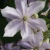 Bosrank (Clematis 'Justa') -Aanbiedingen Bloem Land Winkel 20120919134711 1