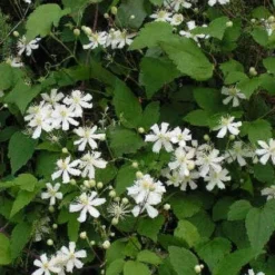 Bosrank (Clematis 'Paul Farges') -Aanbiedingen Bloem Land Winkel 20120919135912 1
