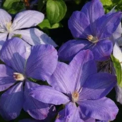 Bosrank (Clematis 'Mrs Cholmondeley') -Aanbiedingen Bloem Land Winkel 20120919151745 1 1