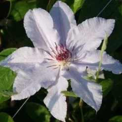 Bosrank (Clematis 'Snow Queen') -Aanbiedingen Bloem Land Winkel 20120919152528 1 1