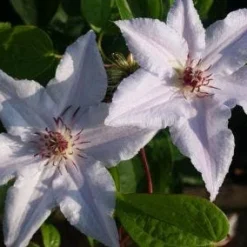 Bosrank (Clematis 'Snow Queen') -Aanbiedingen Bloem Land Winkel 20120919152541 1