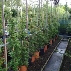 Vuurdoorn (Pyracantha 'Soleil D'Or') 7 Vuurdoorn (Pyracantha 'Soleil D'Or') -Aanbiedingen Bloem Land Winkel 20121017141100 4