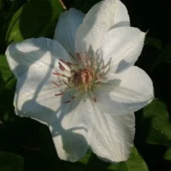 Bosrank (Clematis 'Mrs George Jackman') -Aanbiedingen Bloem Land Winkel 20121017155031 1 1