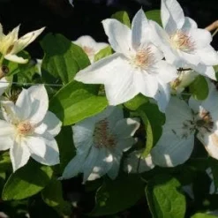 Aanbiedingen Bloem Land Winkel 22 Bosrank (Clematis 'Mrs George Jackman')