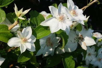 Bosrank (Clematis 'Mrs George Jackman') 3 Bosrank (Clematis 'Mrs George Jackman')