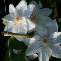 Aanbiedingen Bloem Land Winkel -Aanbiedingen Bloem Land Winkel 20121017155059 1