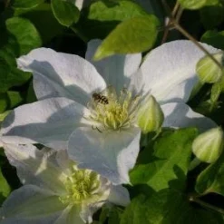Bosrank (Clematis 'Yukikomachi') -Aanbiedingen Bloem Land Winkel 20121017162704 1 1