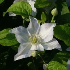 Bosrank (Clematis 'Yukikomachi') -Aanbiedingen Bloem Land Winkel 20121017162743 1 1