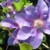 Bosrank (Clematis 'Etoile De Malicorne') -Aanbiedingen Bloem Land Winkel 20121030154418 1 1
