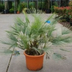 Dwergpalm (Chamaerops Humilis 'Cerifera') -Aanbiedingen Bloem Land Winkel 20121229152115 2