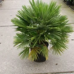 Dwergpalm (Chamaerops Humilis 'Vulcano') -Aanbiedingen Bloem Land Winkel 20121229152912 2