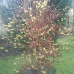 Toverhazelaar (Hamamelis Mollis) -Aanbiedingen Bloem Land Winkel 20130113140034 40 8
