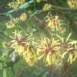 Toverhazelaar (Hamamelis Mollis 'Pallida') 15 Toverhazelaar (Hamamelis Mollis 'Pallida') -Aanbiedingen Bloem Land Winkel 20130113140108 8