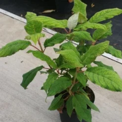 Fluweelhortensia (Hydrangea Aspera 'Macrophylla') -Aanbiedingen Bloem Land Winkel 20130121123911 6