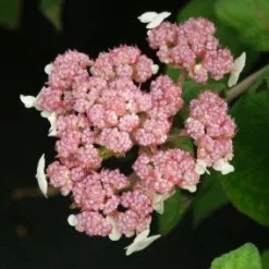 Fluweelhortensia (Hydrangea Aspera 'Macrophylla') -Aanbiedingen Bloem Land Winkel 20130121123942 6