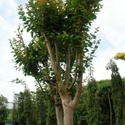 Roze Lagerstroemia Als Boom (Lagerstroemia Indica) -Aanbiedingen Bloem Land Winkel 20130121162344 9
