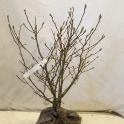 Stermagnolia (Magnolia Stellata) -Aanbiedingen Bloem Land Winkel 20130125153753 13