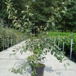 Krentenboom Als Struik (Amelanchier Lamarckii) -Aanbiedingen Bloem Land Winkel 20130214100736 13