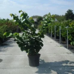 Chinese Judasboom (Cercis Chinensis 'Avondale') 14 Chinese Judasboom (Cercis Chinensis 'Avondale') -Aanbiedingen Bloem Land Winkel 20130214102822 5