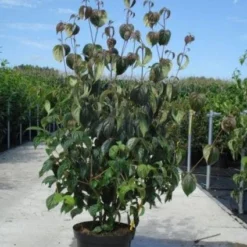 Kornoelje (Cornus Kousa 'China Girl') -Aanbiedingen Bloem Land Winkel 20130214104328 8