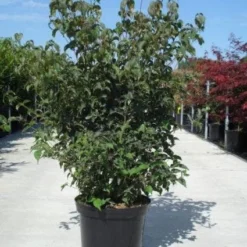 Japanse Kornoelje (Cornus Kousa) -Aanbiedingen Bloem Land Winkel 20130214105009 24 12 12