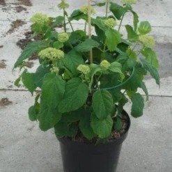 Hortensia (Hydrangea 'Strong Annabelle') -Aanbiedingen Bloem Land Winkel 20130214115328 1