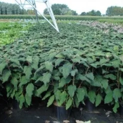 Fluweelhortensia (Hydrangea Aspera 'Macrophylla') -Aanbiedingen Bloem Land Winkel 20130214115506 6