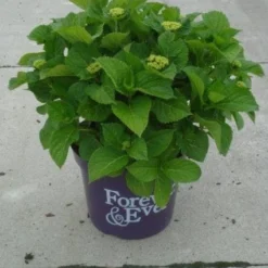 Hortensia Rood (Hydrangea 'Forever&Ever') 15 Hortensia Rood (Hydrangea 'Forever&Ever') -Aanbiedingen Bloem Land Winkel 20130214124900 1